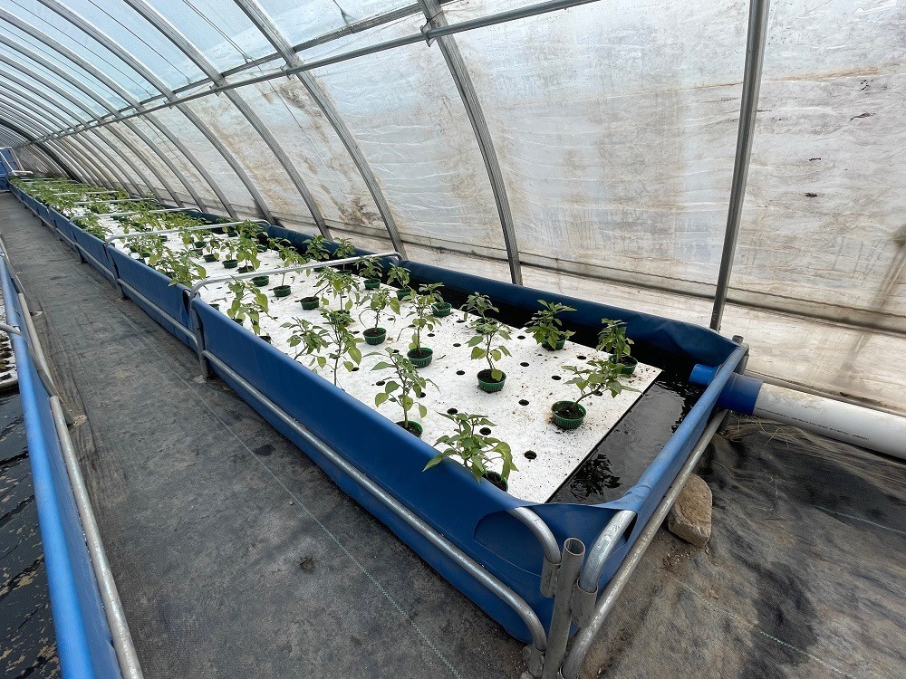 养鱼不换水，种菜不施肥 昌平农业开启智慧循环新篇章