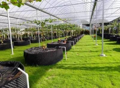 怀化共享农业新篇章 葡萄免费吃三年，智能管理引领未来